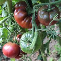 50 Samen TOMATE FROM TULA Alte Sorte