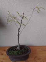 Bonsai Gleditsia triacanthos im Keramiktopf, Lederhülsenbaum