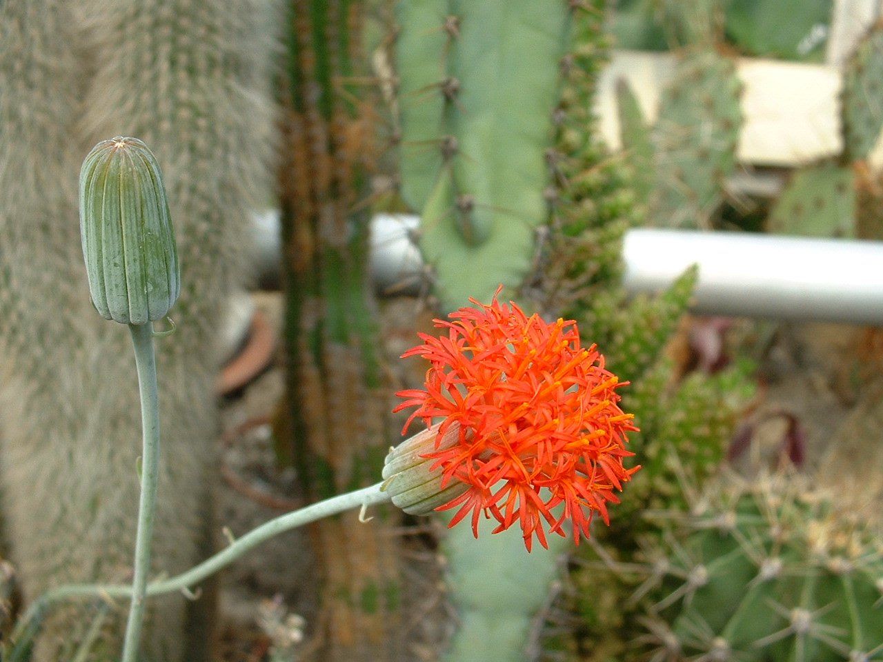 Piante & sementi: Sukkulent   Senecio stapeliiformis – Usato da Emmenbrücke venduto da Tacitus0 1