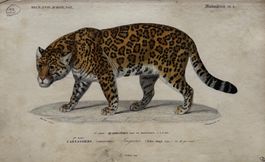 Orig. Stahlstich, koloriert, 1843 - Jaguar