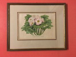 Alte Bild Primula  Farblithographie
