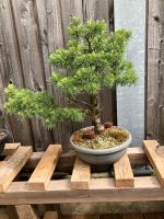 Wunderschöner Bonsai Baum für Ihr Zuhause im Top Zustand!