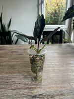 Alocasia Black Antoro Velvet 🖤
