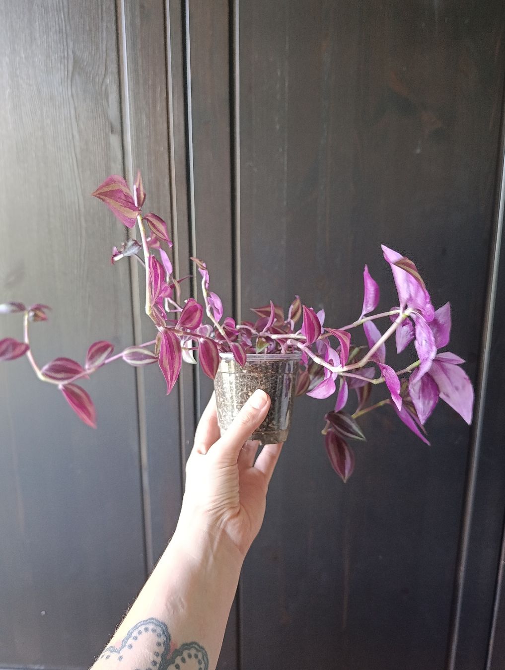 Piante & sementi: Tradescantia Zebrina – Nuovo (secondo la descrizione) da Baar venduto da L.isa28 2