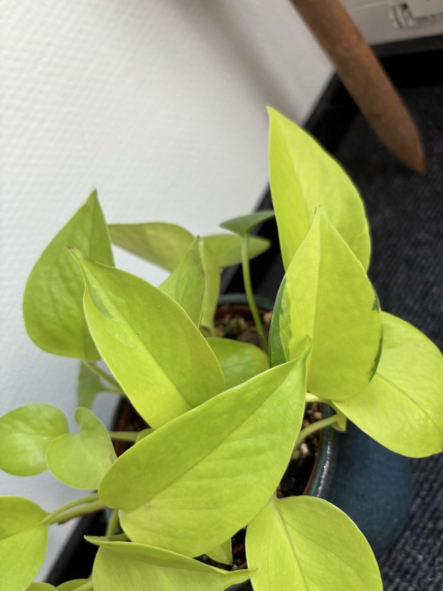 Pflanzen & Samen: Epipremnum aureum 'Neon' – Neon Pothos – Gebraucht aus Alpnach Dorf von lisa_plants 2