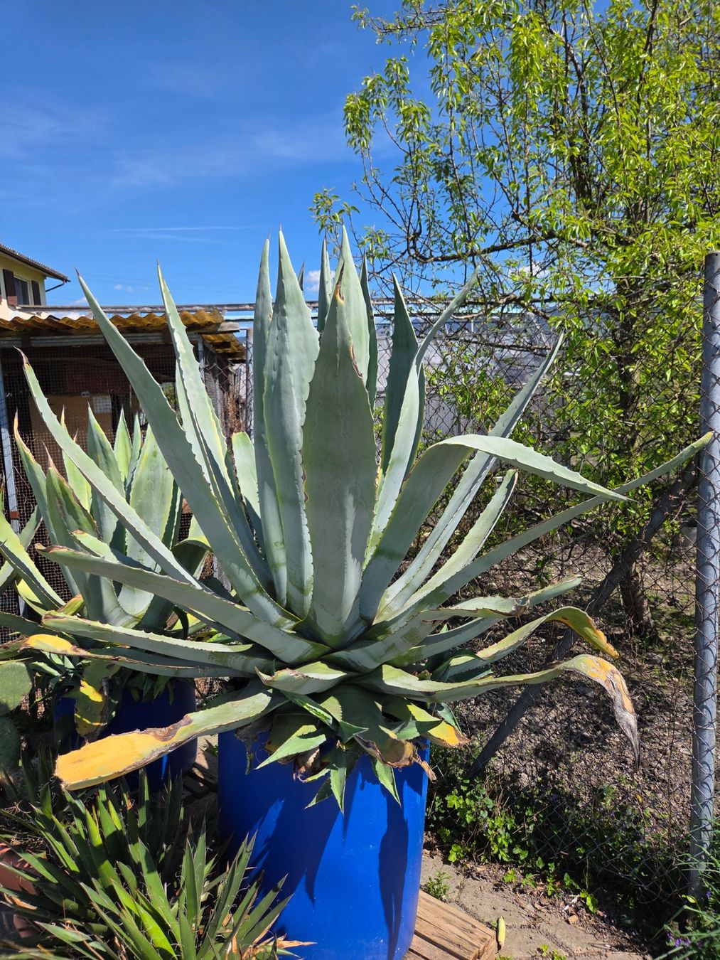 Piante & sementi: Agave Gross – Usato da Walenstadt venduto da orl_c9xv