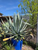 Agave Gross