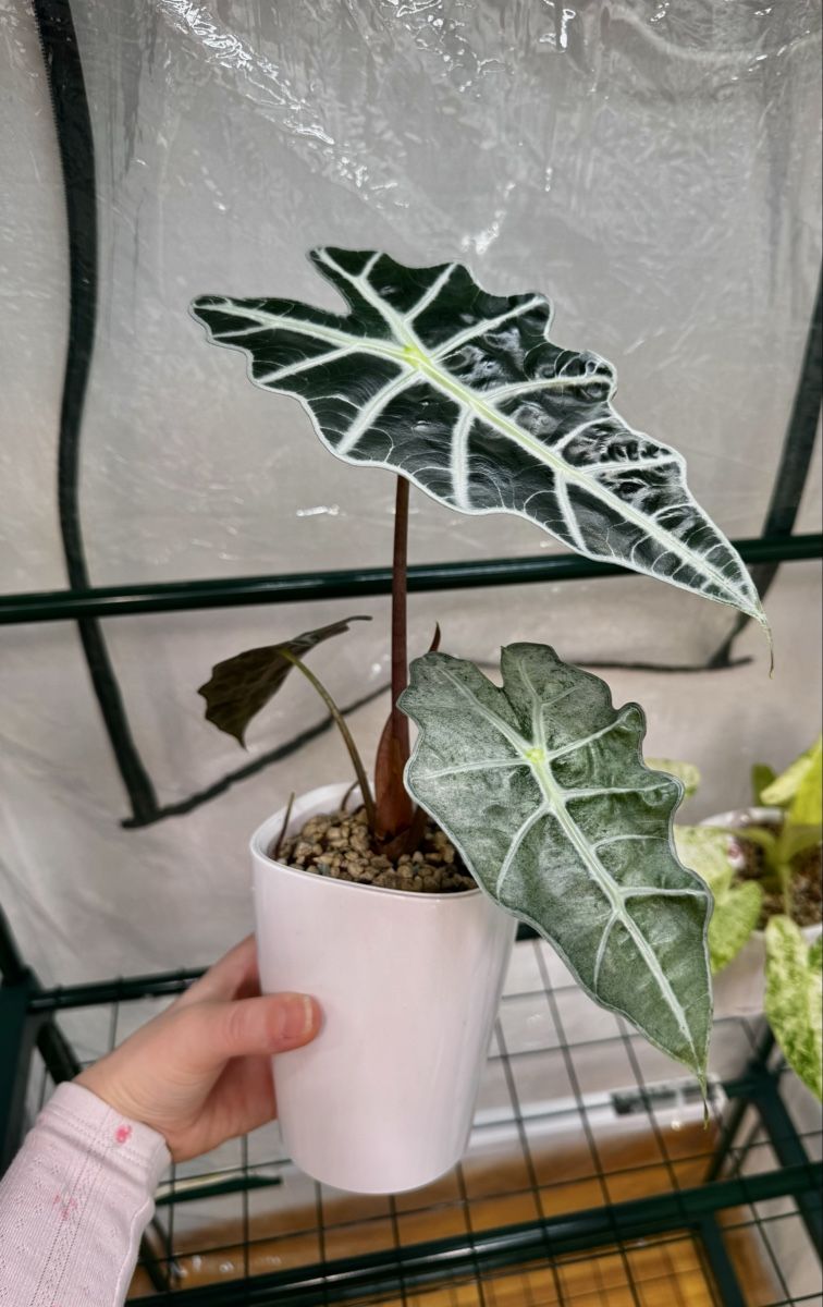 Pflanzen & Samen: 🌱 Alocasia polly pink – Gebraucht aus Niederbuchsiten von GreenGems