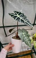 🌱 Alocasia polly pink