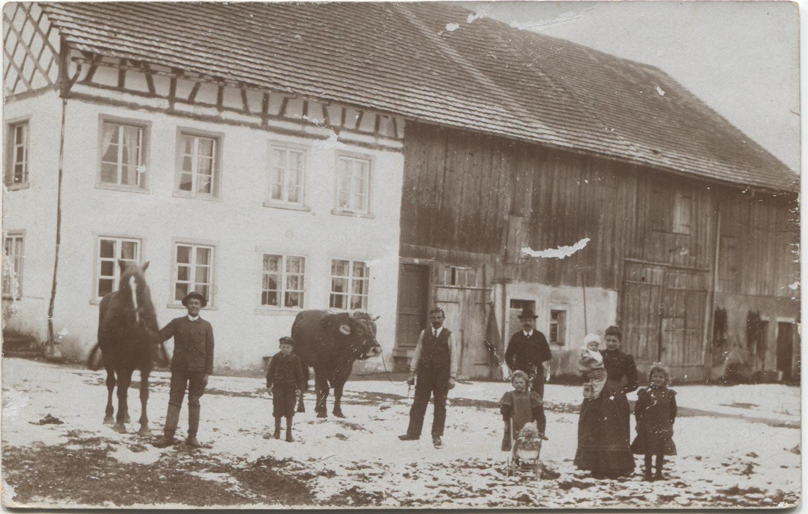 Cartoline postali: Landwirtschaft/Pferd/Stier 1910 ZH, TG oder AG? – Usato da Rothrist venduto da Clanx