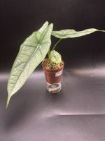 Alocasia Heterophylla Dragon Breath 