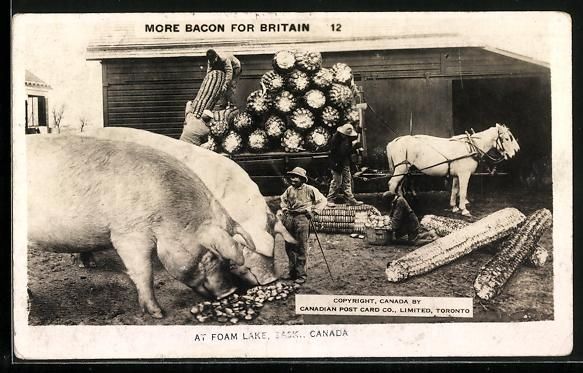 Cartoline postali: Foam Lake /Sask., More Bacon for Britain – Usato da Berlin venduto da bartko-reher