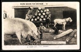 Foam Lake /Sask., More Bacon for Britain