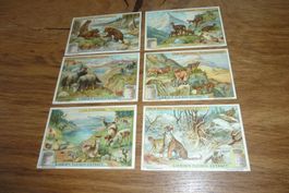Sammelbild,Litho,Tiere im Hochgebirge,Bären,Liebigs,Werbung