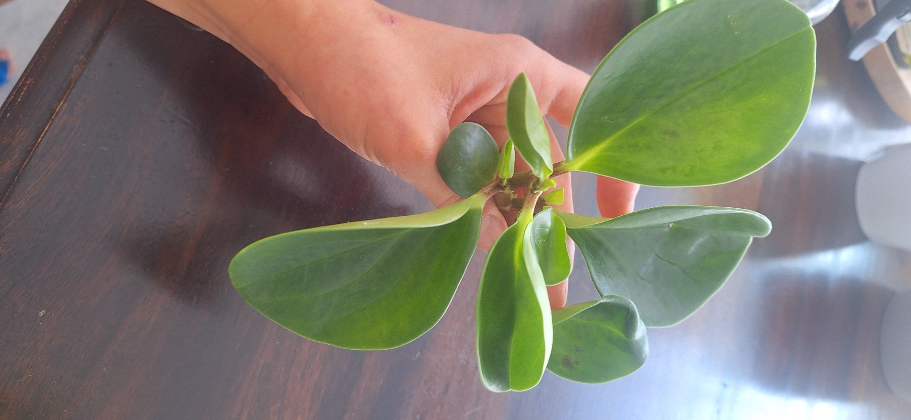 Pflanzen & Samen: Peperomia Ableger – Gebraucht aus Zürich von fra_gw8w 2