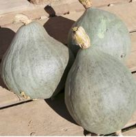 Kürbis "Blue Ballet" ( Cucurbita maxima ) / 2 Samen