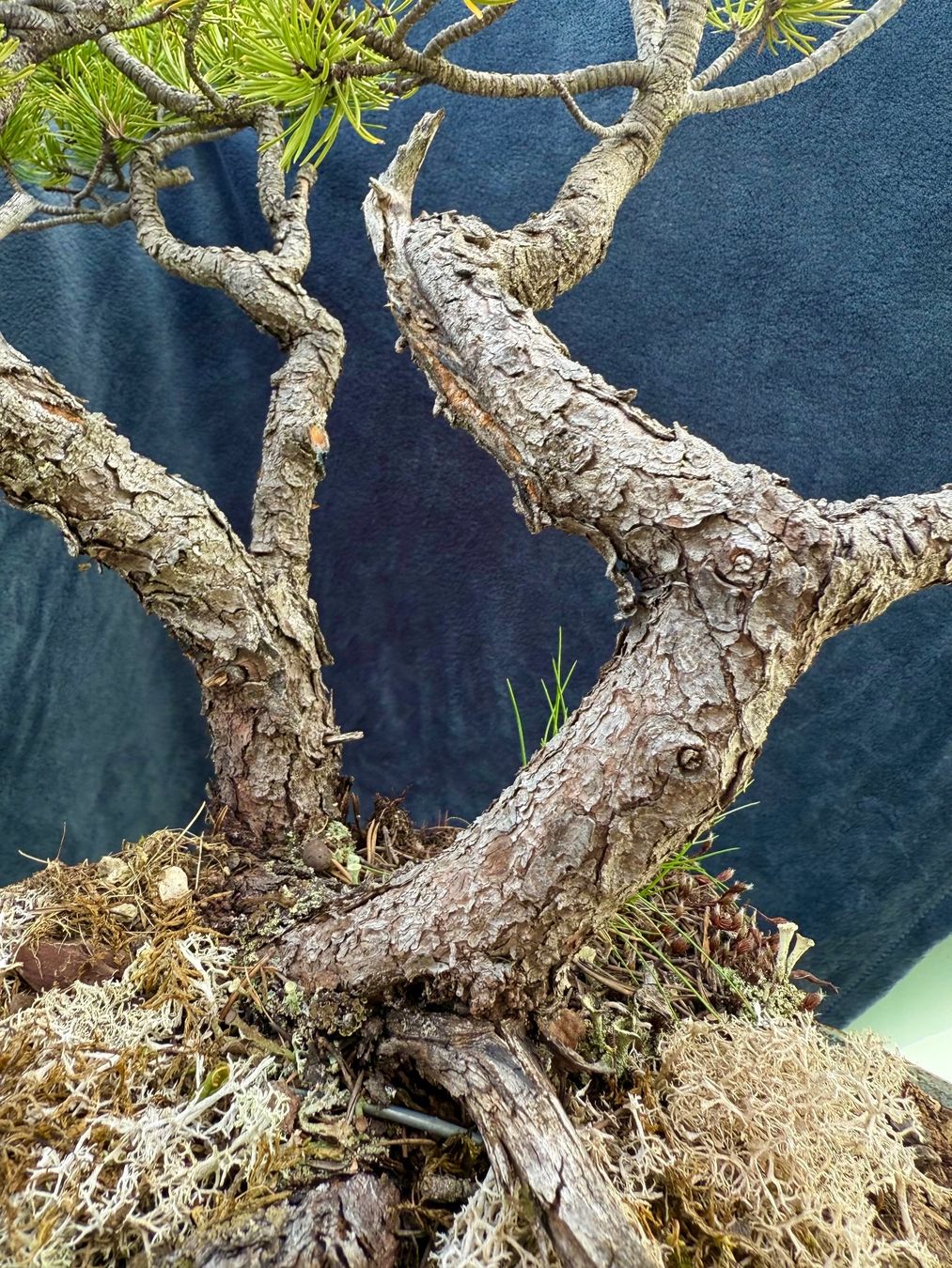 Piante & sementi: Charaktervoller Pinus Mugo Bonsai – Usato da Degersheim venduto da TreeKingdom 2