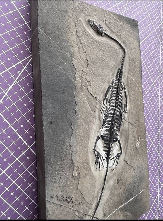 Fossili: Keichousaurus Fossil – Usato da Abtwil AG venduto da dca_gch7 2