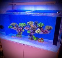 Top Design Acryl Glas Meerwasseraquarium von SEA PLANET