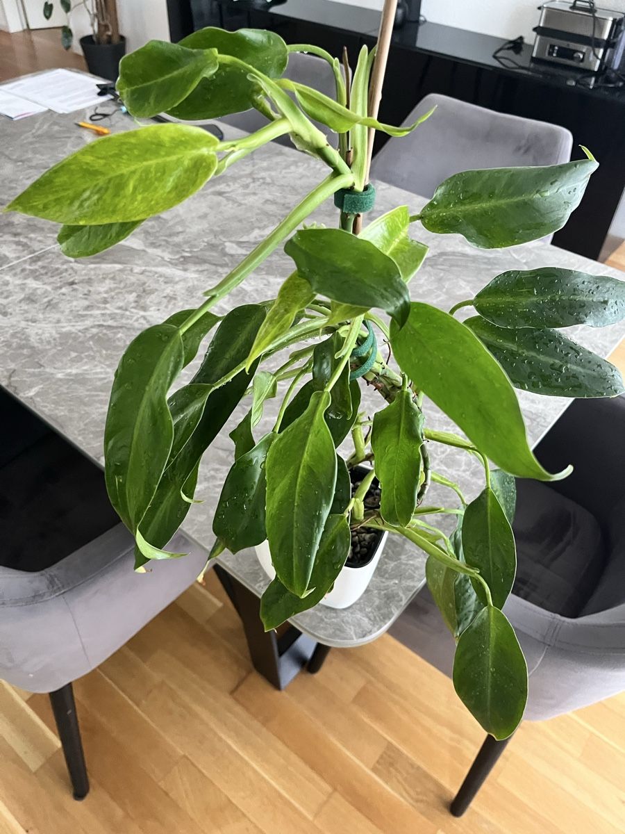 Pflanzen & Samen: Philodendron – Gebraucht aus Uster von ke114