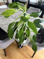 Philodendron