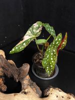 🩷 BEGONIA MACULATA PINK SPLICE VARIEGATA SUPER CLASSY PLANT
