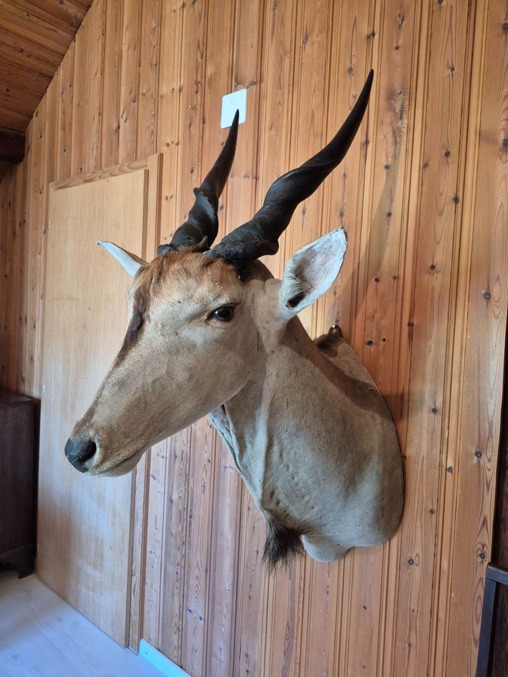 Il mondo degli animali: Trophée chasse éland du Cap / Elenantilope Jagdtrophäe – Usato da Treyvaux venduto da Kbh2000 2