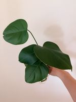 Monstera deliciosa cuttings
