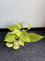 Epipremnum aureum 'Neon' – Neon Pothos
