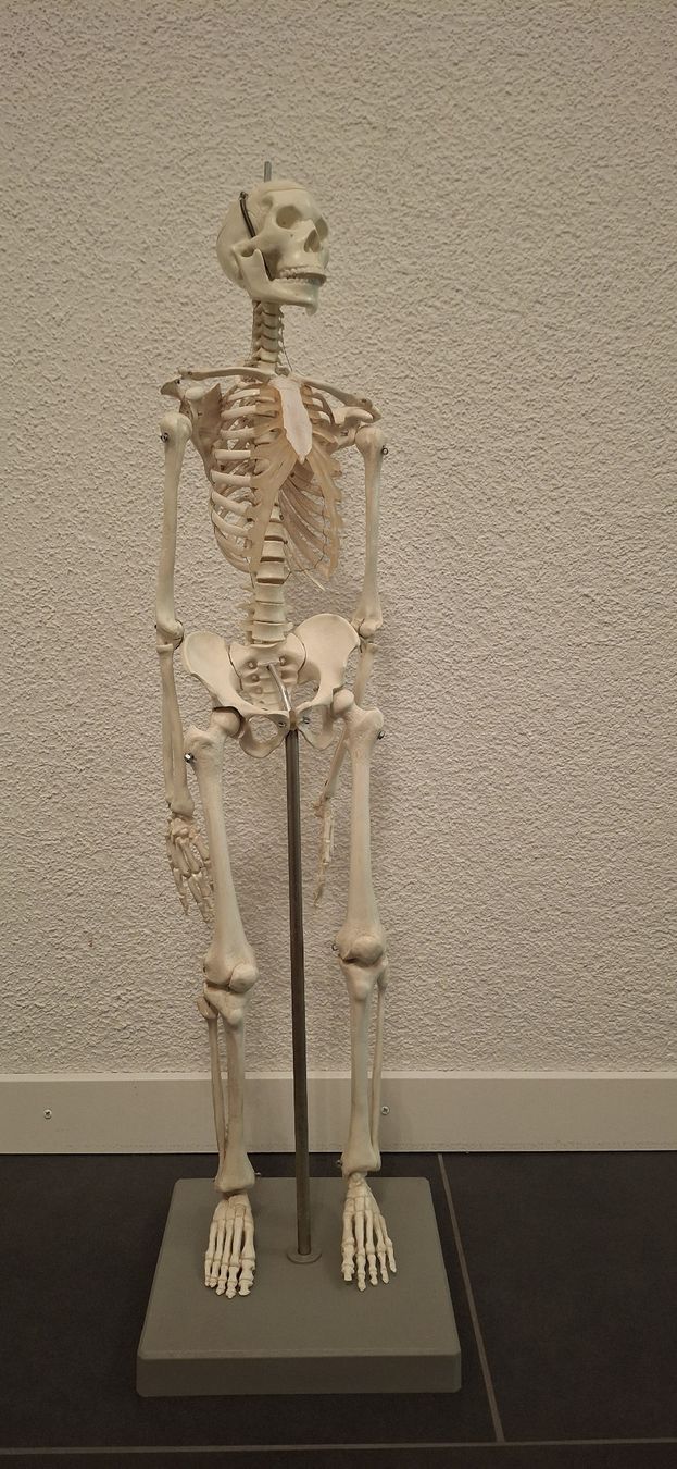 Kit di modellismo & Modellini statici: Anatomie-Modell Skelett, Halloween Deko Idee – Usato da Grosshöchstetten venduto da pas_jdb8 2