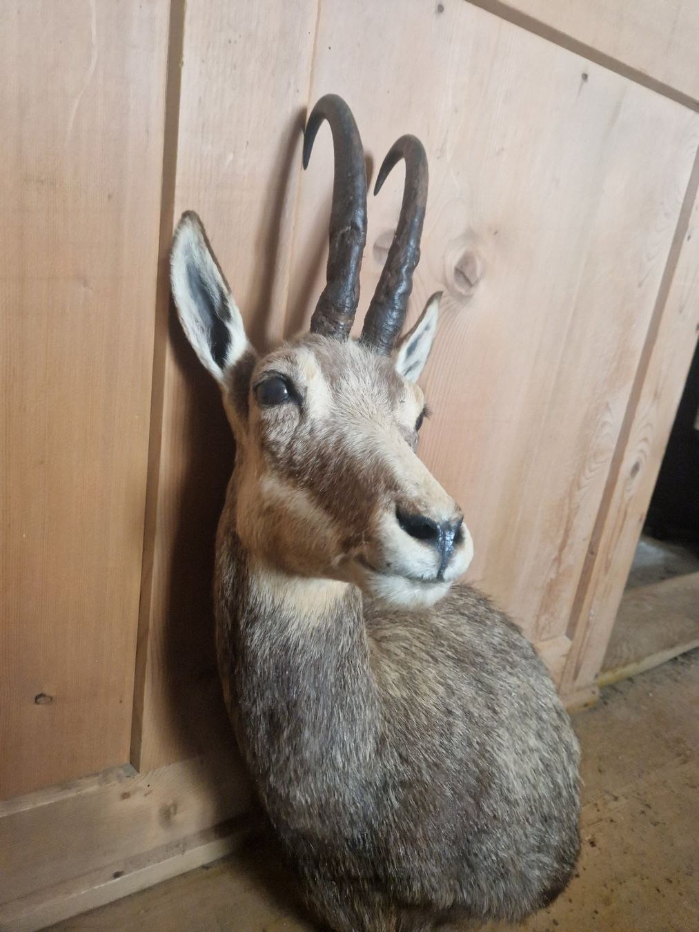 Il mondo degli animali: Gamsbock Schulterpreparat – Usato da Sarn venduto da hirchhorn4you 3