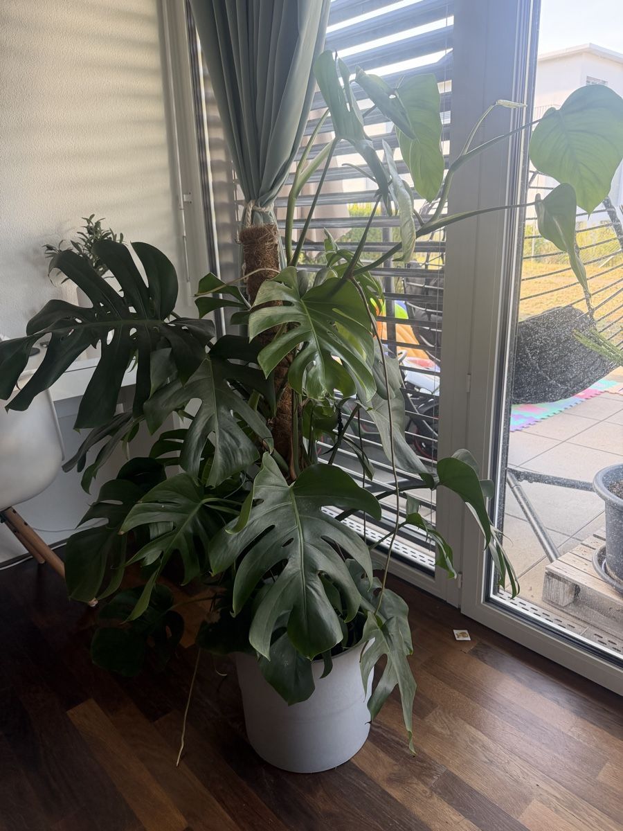 Piante & sementi: Monstera Deliciosa Pflanze – Nuovo (secondo la descrizione) da Adlikon b.Regensdf venduto da Nicoleludha 1