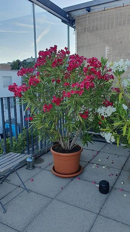 Piante & sementi: Oleander  ca 160cm – Usato da Bellikon venduto da Gecko031069