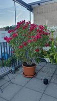 Oleander  ca 160cm