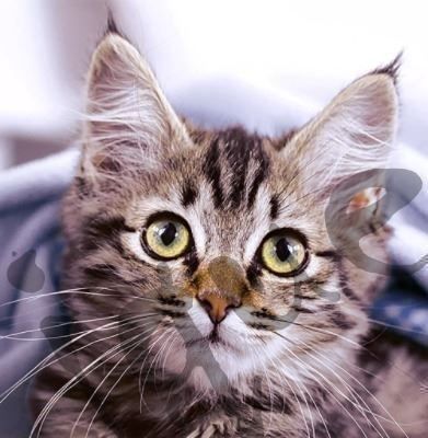 Servietten: Serviette cute kitten (1494) 2Stk. – Neu (gemäss Beschreibung) aus Schlatt TG von kreativ-atelier