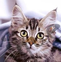 Serviette cute kitten (1494) 2Stk.