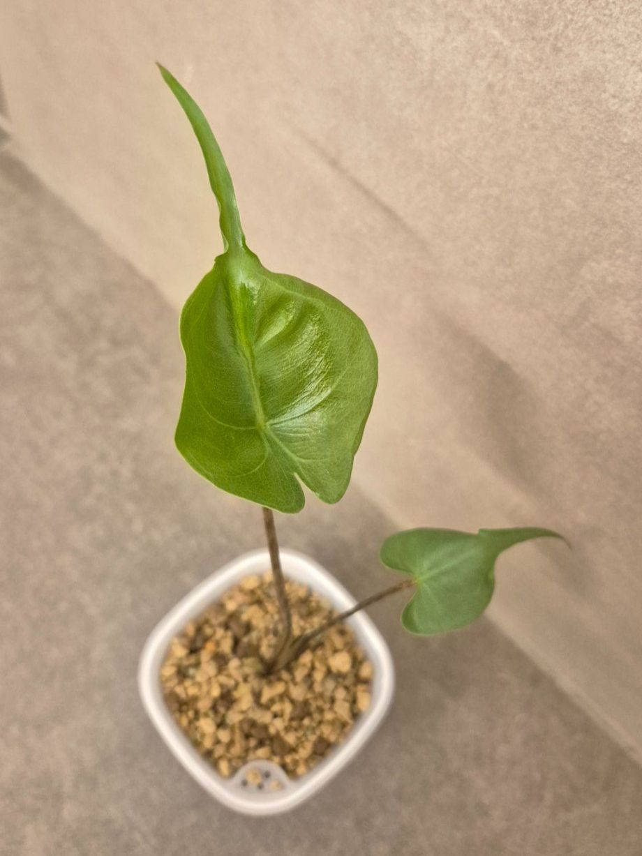 Piante & sementi: ⭐ Junge Alocasia Stingray⭐ – Nuovo (secondo la descrizione) da Dürrenäsch venduto da Tina_2023