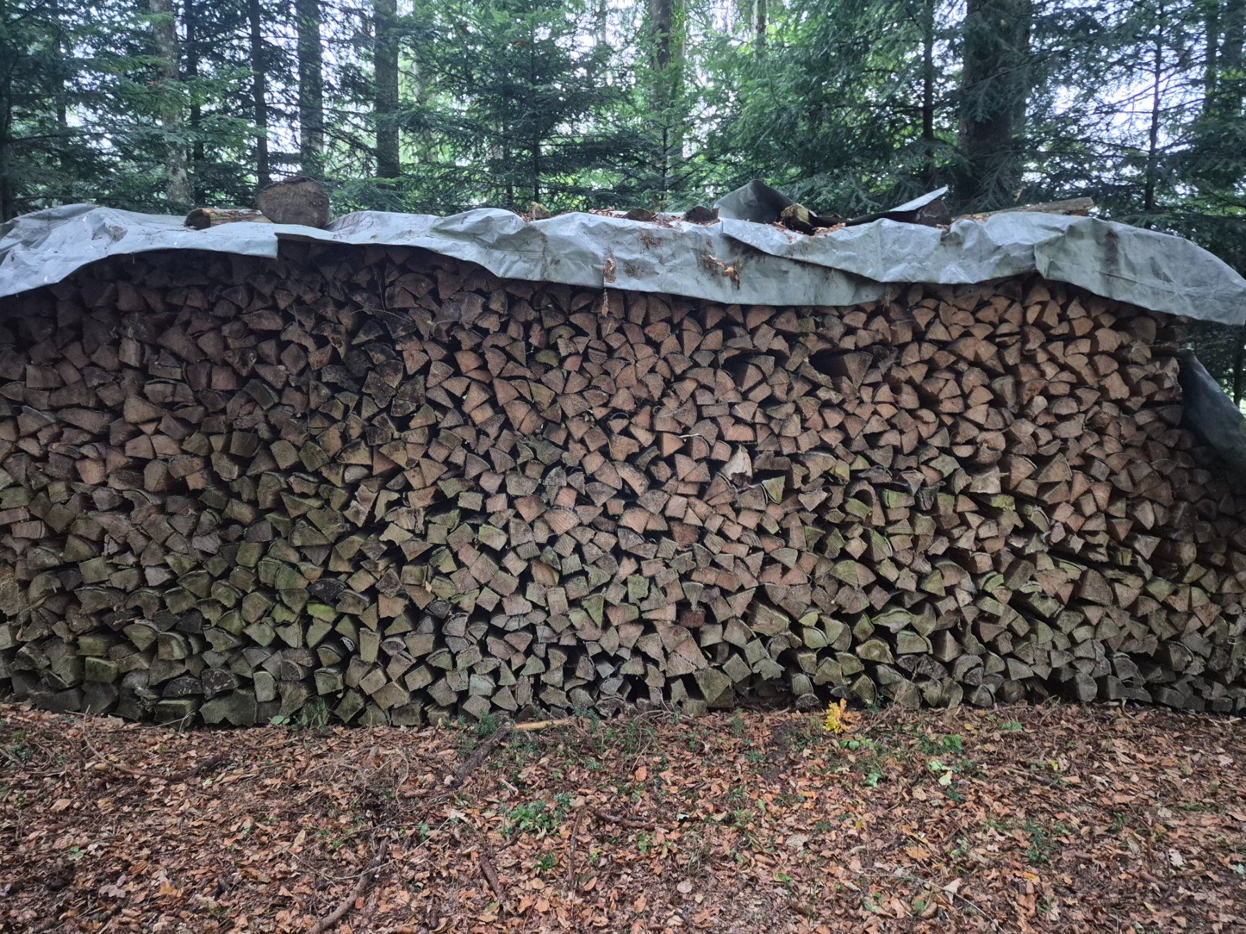 Articoli in legno: Brennholz – Nuovo (secondo la descrizione) da Abtwil AG venduto da Rosari007 1