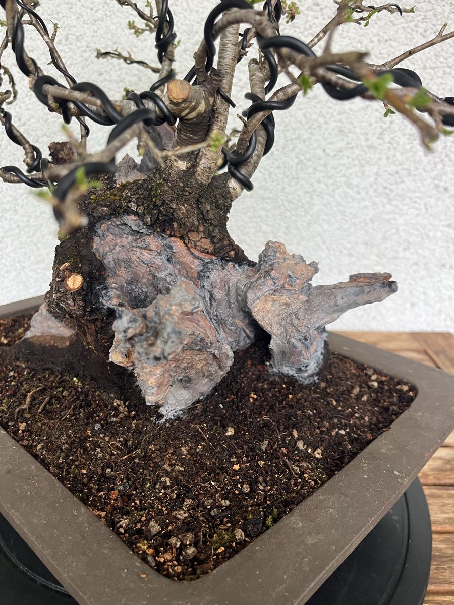 Pflanzen & Samen: Prunus mahaleb  – Neu und originalverpackt aus Hettlingen von BonsaiNaturist.com 7