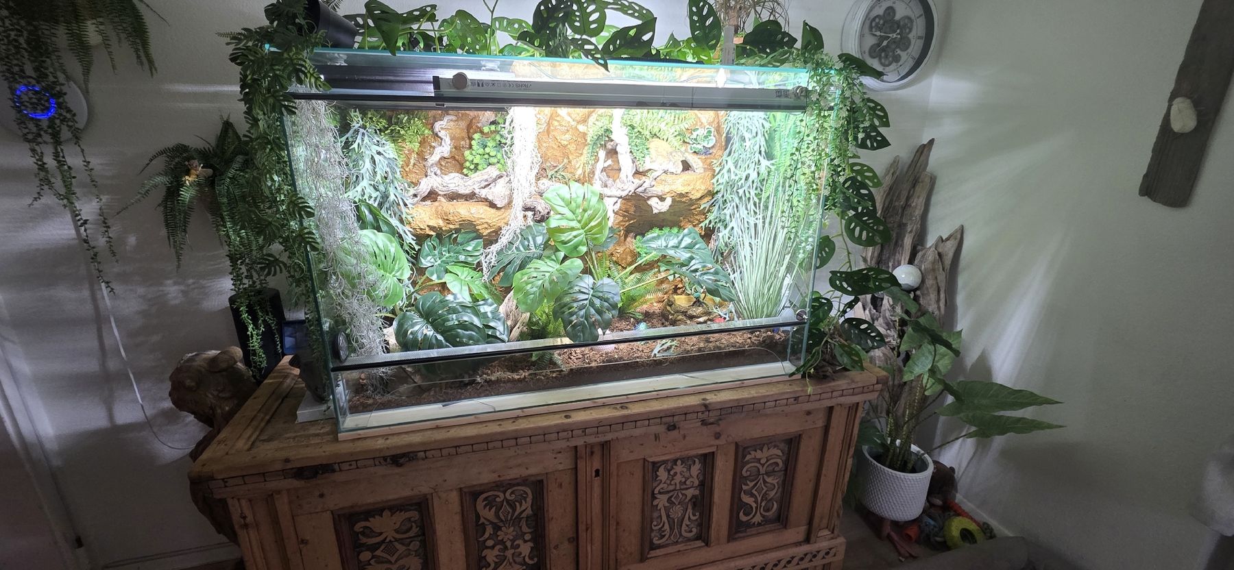Terrario: Terrarium – Difettoso da Menzingen venduto da vannessa.studer