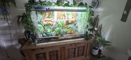 Terrarium mit Pflanzen und Holzdekor