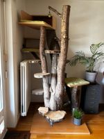Katzenbaum