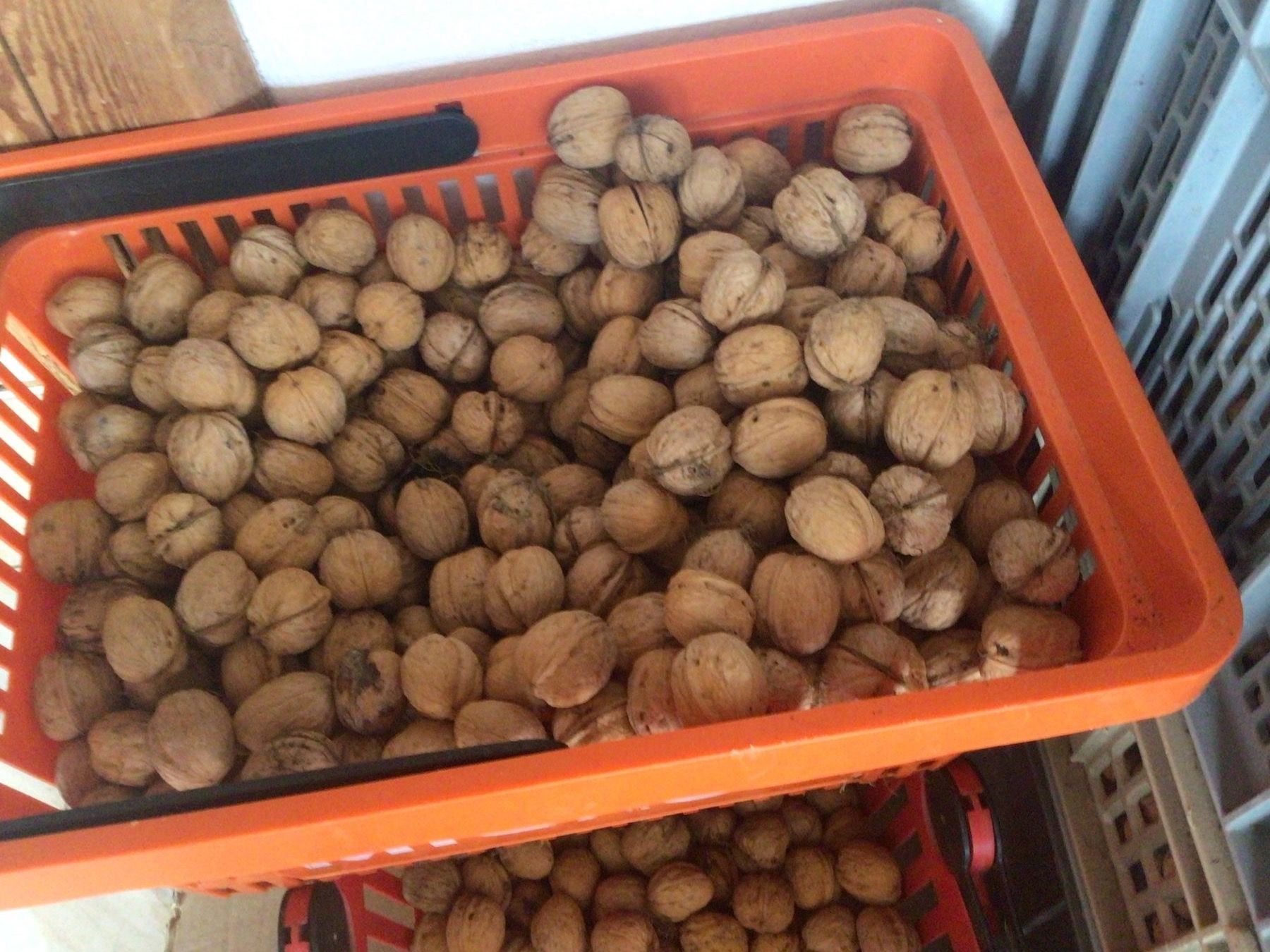 Lebensmittel & Spezialitäten: Baumnüsse 5 kg – Gebraucht aus Schleinikon von Laegern99