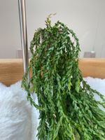 Huperzia Carinata HangHong
