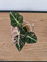 Alocasia black velevt pink variegata