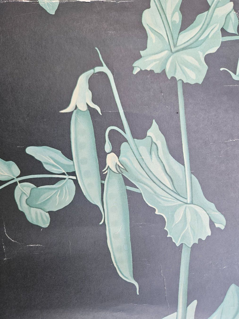 Foto & Immagini: Ancienne affiche scolaire botanique : orchidée – Difettoso da Biel/Bienne venduto da echinops 2