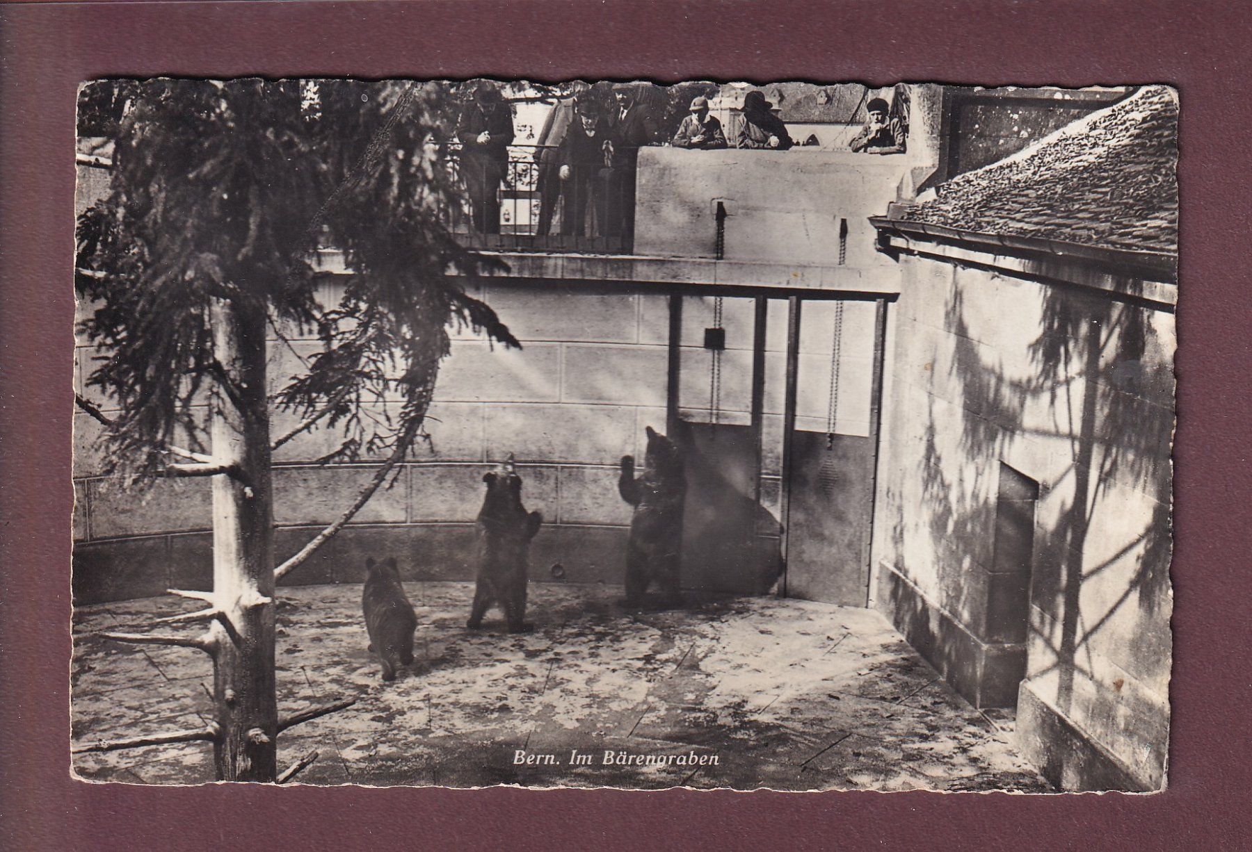 Cartoline postali: BERN - Bärengraben - 1941 – Usato da Pully venduto da nicecards