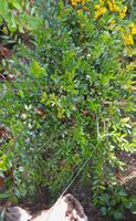 Arbusto di bosso nano - Ideale per il tuo giardino!