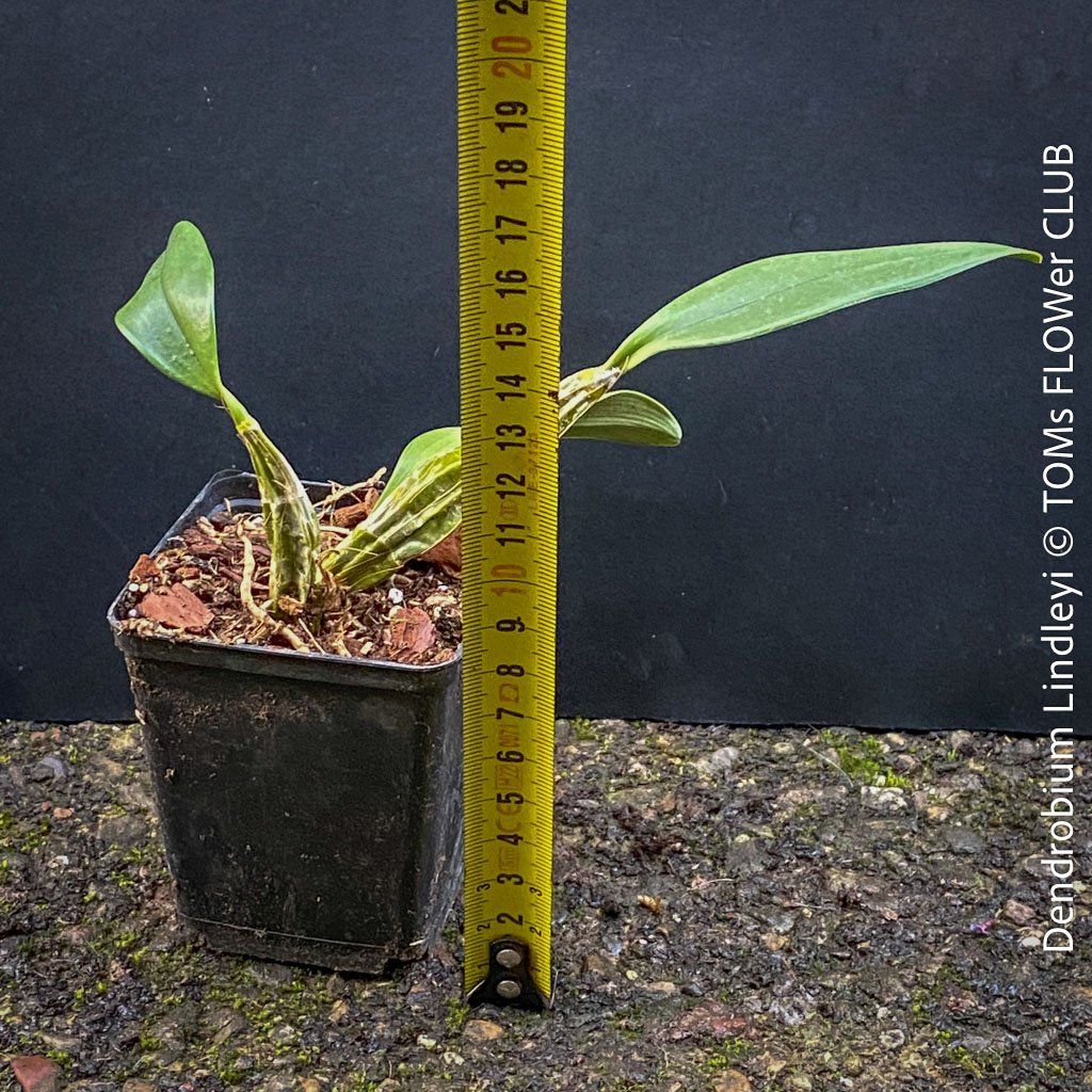 Piante & sementi: Dendrobium Lindleyi - gelb blühende & top robuste Orchidee – Nuovo e nell'imballaggio originale da Adliswil venduto da asTOMas963 5