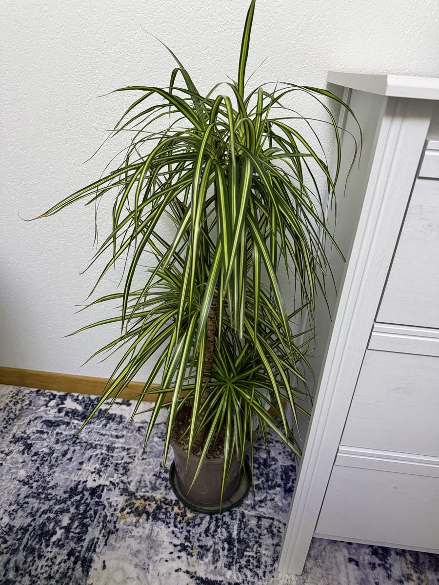 Plantes & graines: Drachenbaum – Neuf (Voir description) à Gossau SG par cuk_fyc6